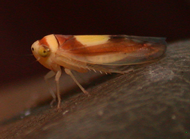 Saddled Leafhopper
